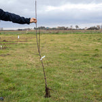 Apple 'red Falstaff' - M26 Semi-dwarf | 1 x Bare Root | Red