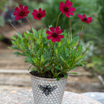 Cosmos 'Cherry Chocolate' Potted Plants | 3 x 9cm | Cherry