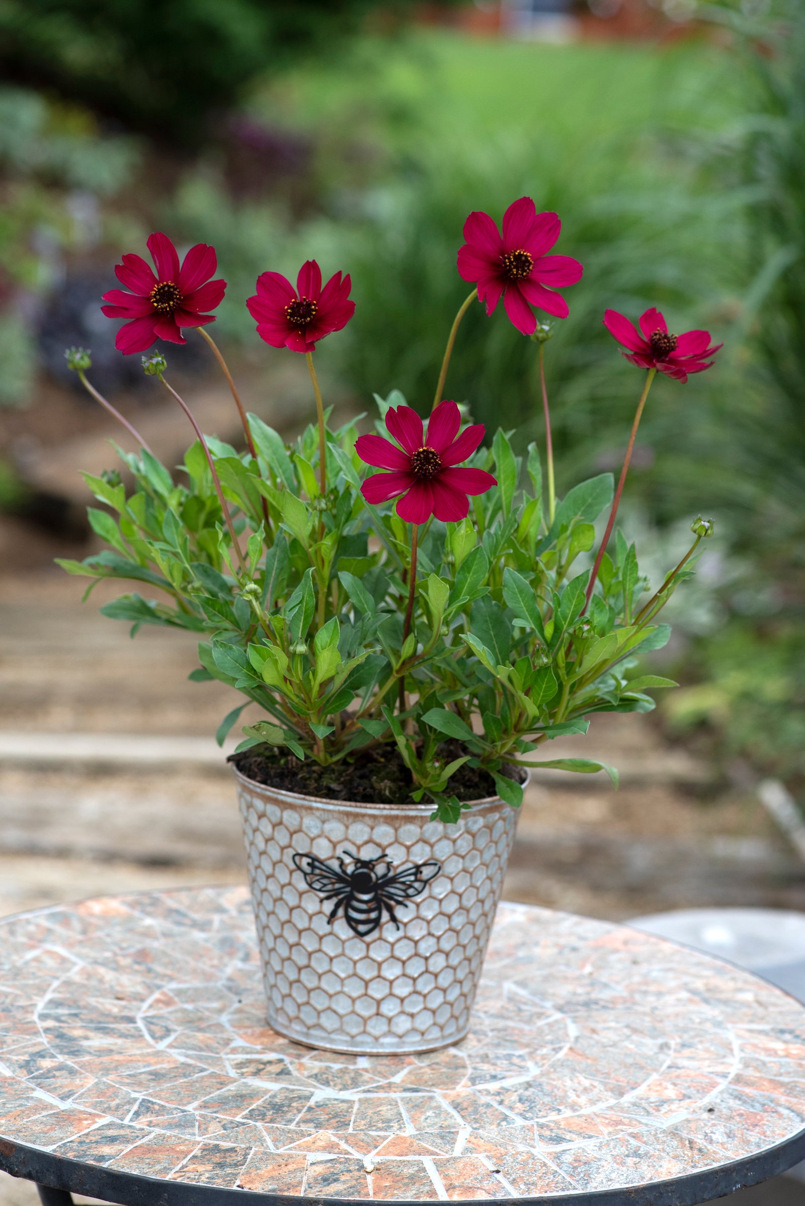 Cosmos 'Cherry Chocolate' Potted Plants | 3 x 9cm | Cherry
