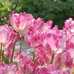 Tulip Bulbs Silver Parrot - Pink Parrot Tulip | Set of 10 | Pink