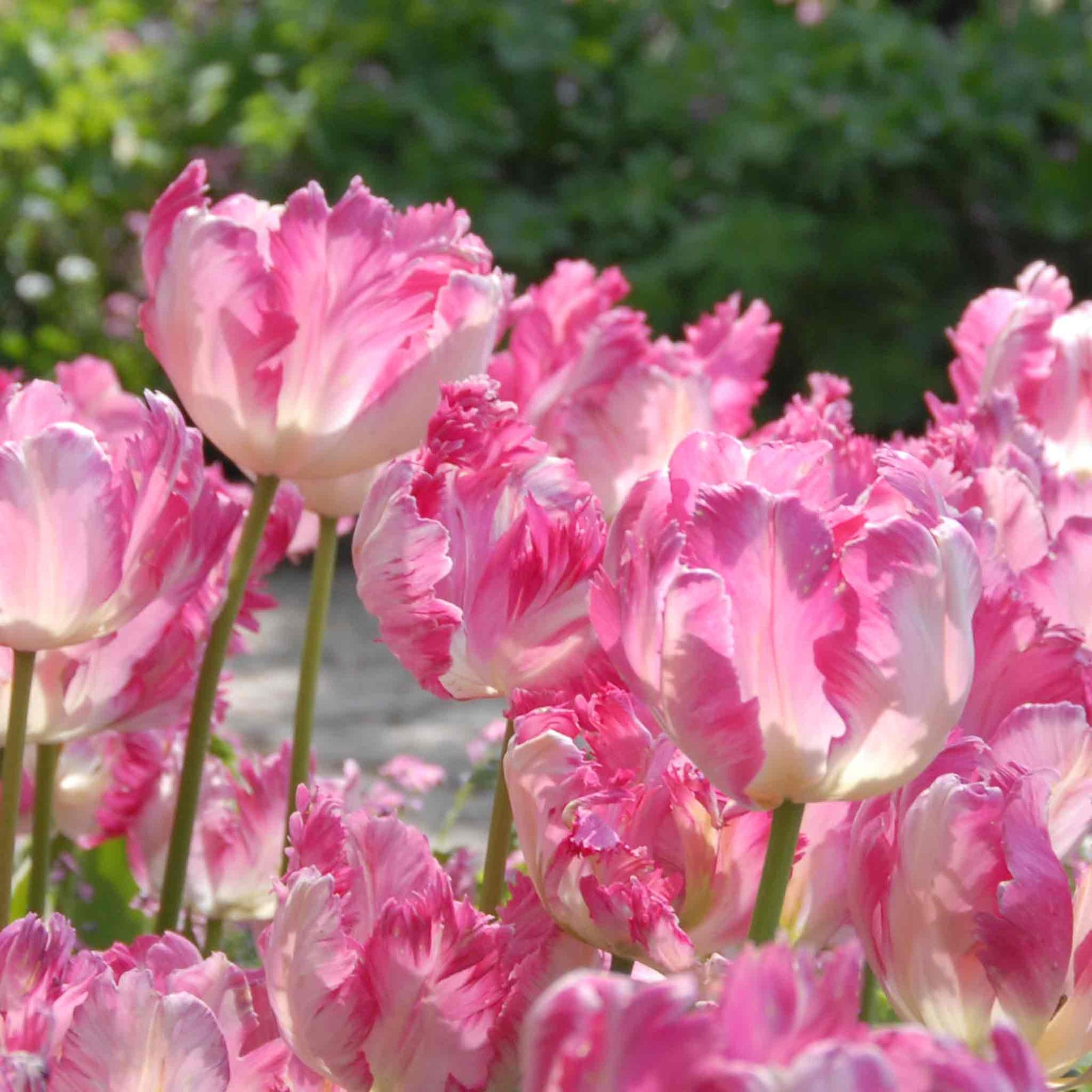 Tulip Bulbs Silver Parrot - Pink Parrot Tulip | Set of 10 | Pink