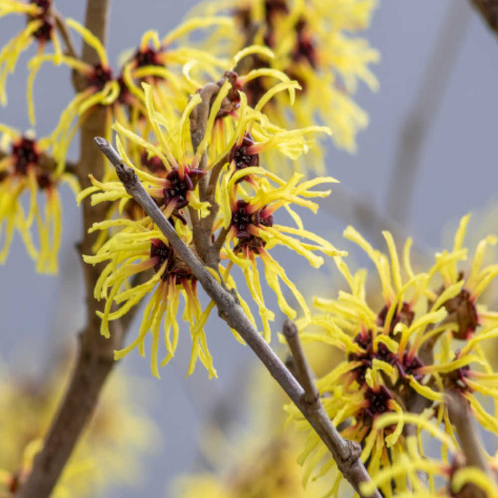 Hamamelis Intermedia Arnold Promise - Fragrant  Witch Hazel Supplied In A 9cm Pot