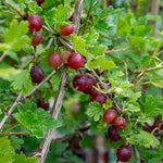 Gooseberry 'hinnonmaki Red' Tree-standard 120 Cm | 3 x Bare Root