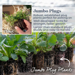 Phlox 'candy Stripe' Creeping Phlox Groundcover | 3 Plug Plants