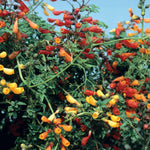 Eccremocarpus 'fireworks' Seeds, Chilean Glory Vine | 30 Seeds | Green