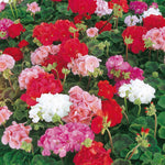 Geranium Sprite F2, Mixed Colours Seeds | 25 Seeds | Multi