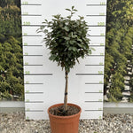 Elaeagnus Compacta Evergreen Standard Tree 100cm+ Tall Supplied In A 15 Litre Pot