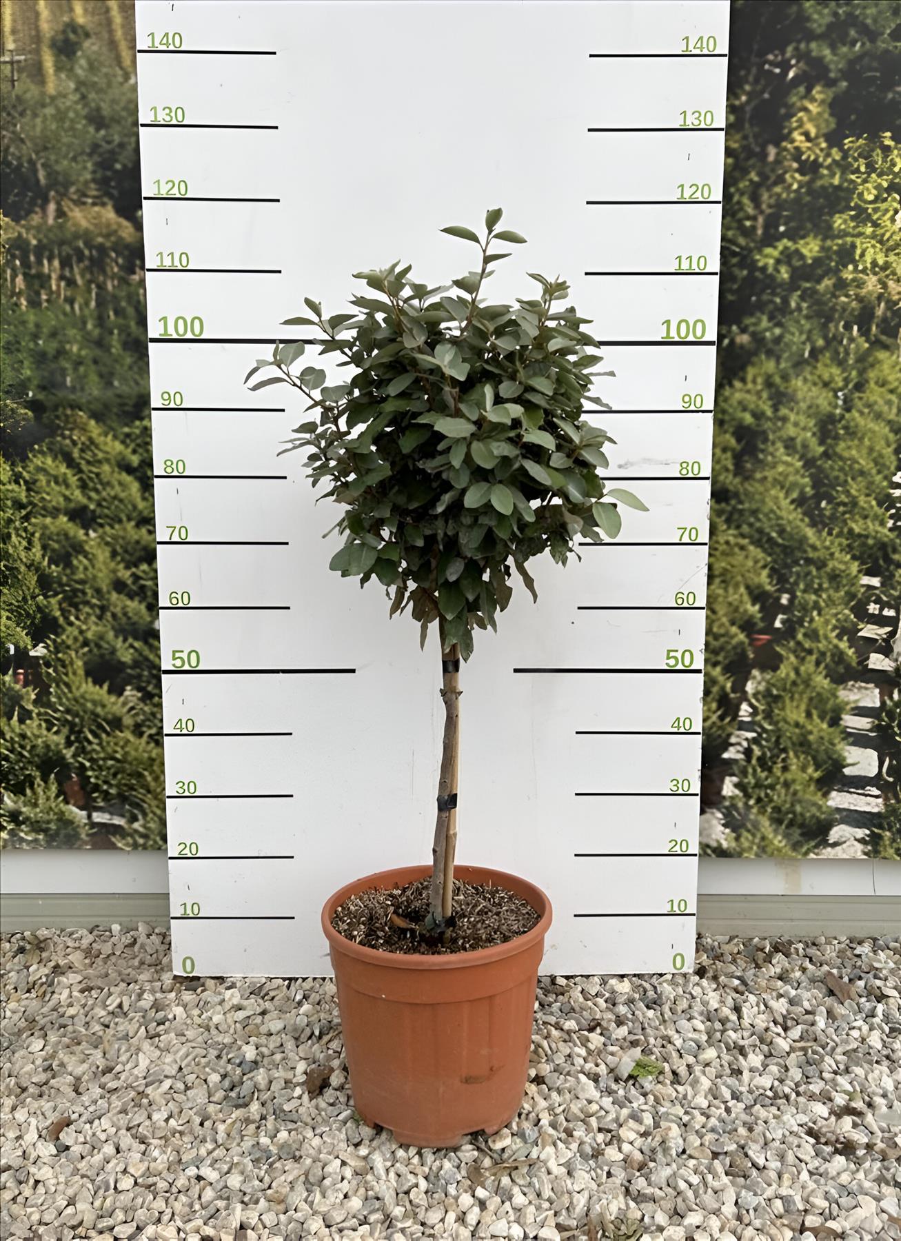Elaeagnus Compacta Evergreen Standard Tree 100cm+ Tall Supplied In A 15 Litre Pot