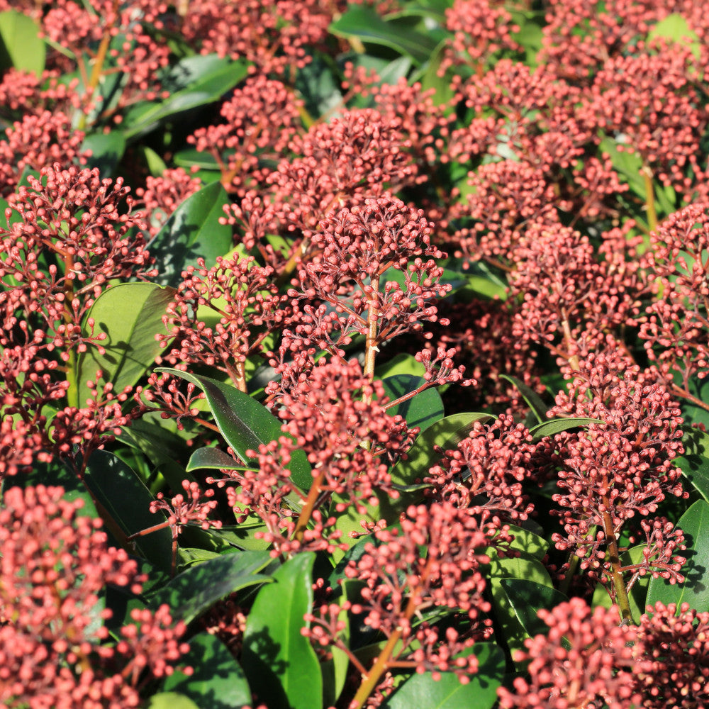 Skimmia Contrasting Duo - Evergreen And Spring Flowering, Supplied In 10.5cm Pots