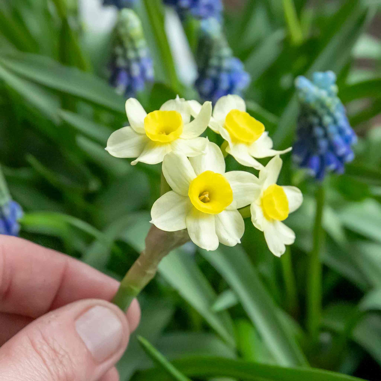 Daffodil 'minnow' Dwarf Fragrant Rhs Agm | 20 x Bulbs | Teal & Yellow