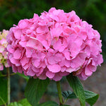 Hydrangea So Long Rosy Coumont - 8cm pot | Set-of-1 | Pink