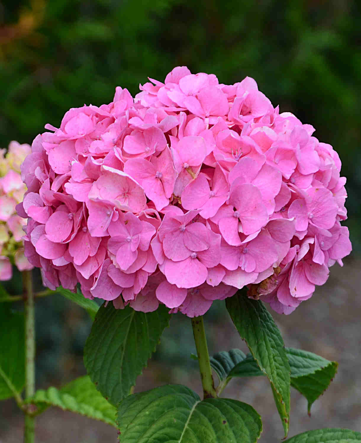 Hydrangea So Long Rosy Coumont - 8cm pot | Set-of-1 | Pink