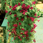 Lofos 'wine Red' Trailing Basket Plant | 12 x Plug Plants | Red