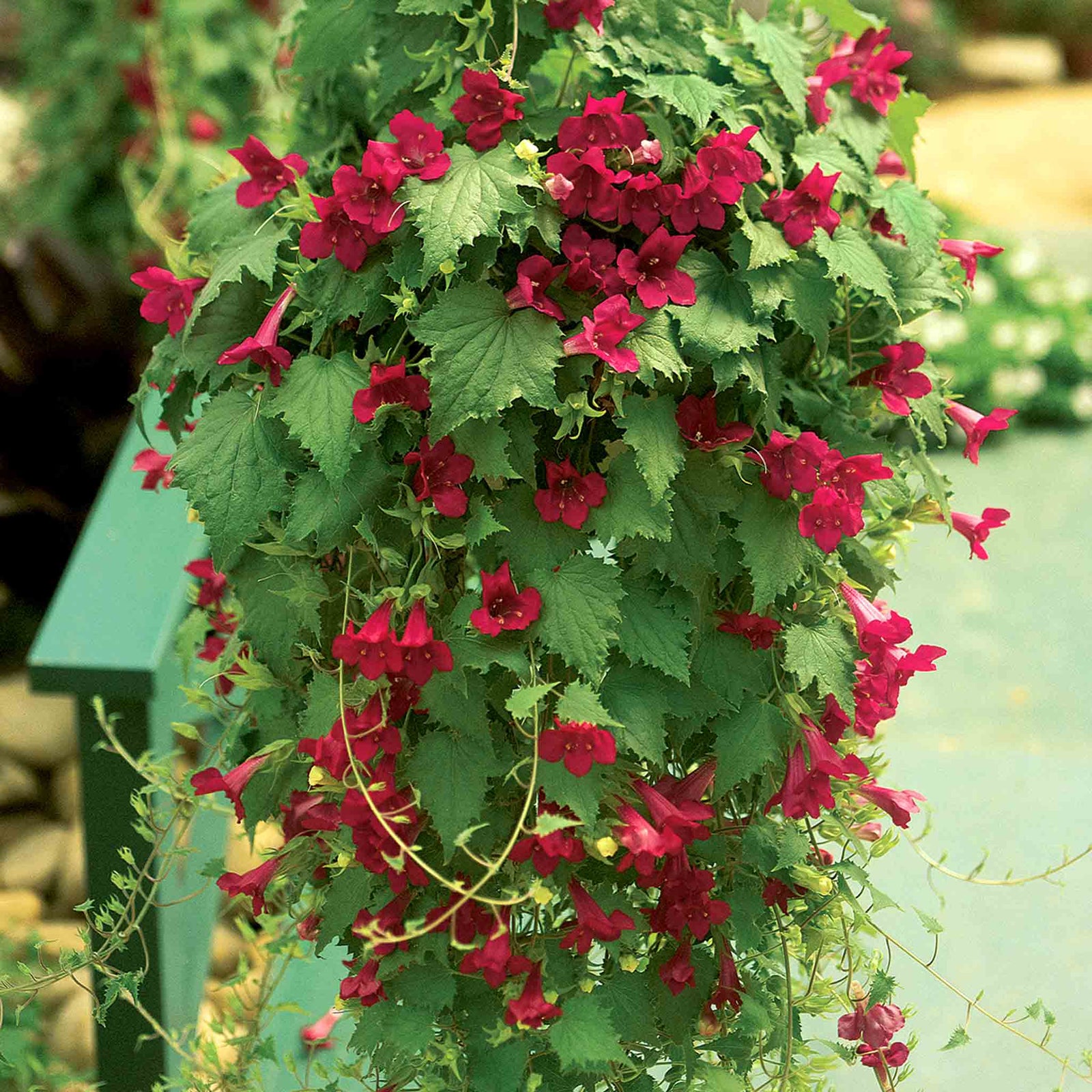 Lofos 'wine Red' Trailing Basket Plant | 12 x Plug Plants | Red