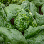 Spinach Renegade Seedlings - Hardy Disease-resistant | 12 x Garden Ready Plants | Green
