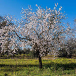 Almond Tree Self-fertile Bare Root | 1 x Bare Root