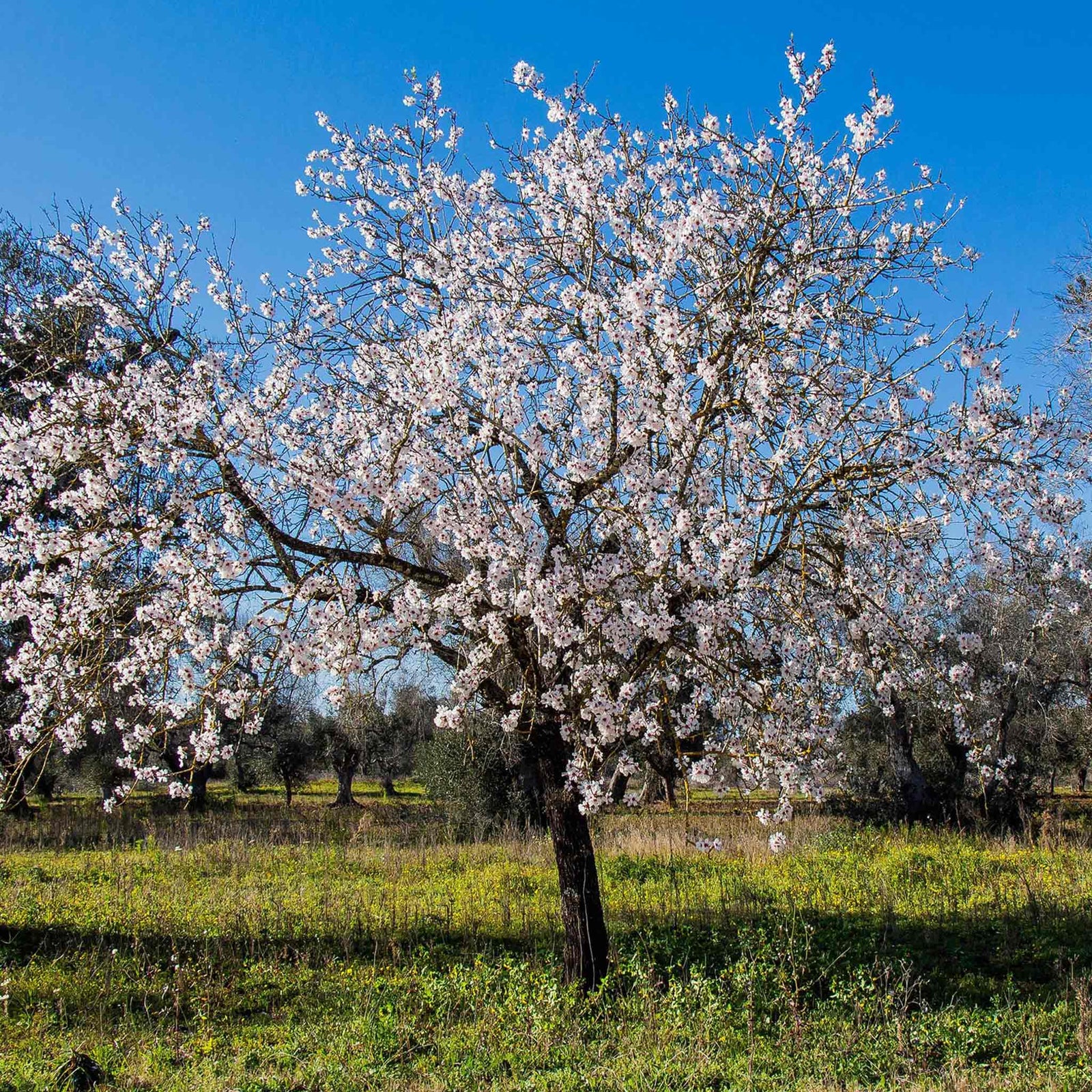 Almond Tree Self-fertile Bare Root | 1 x Bare Root