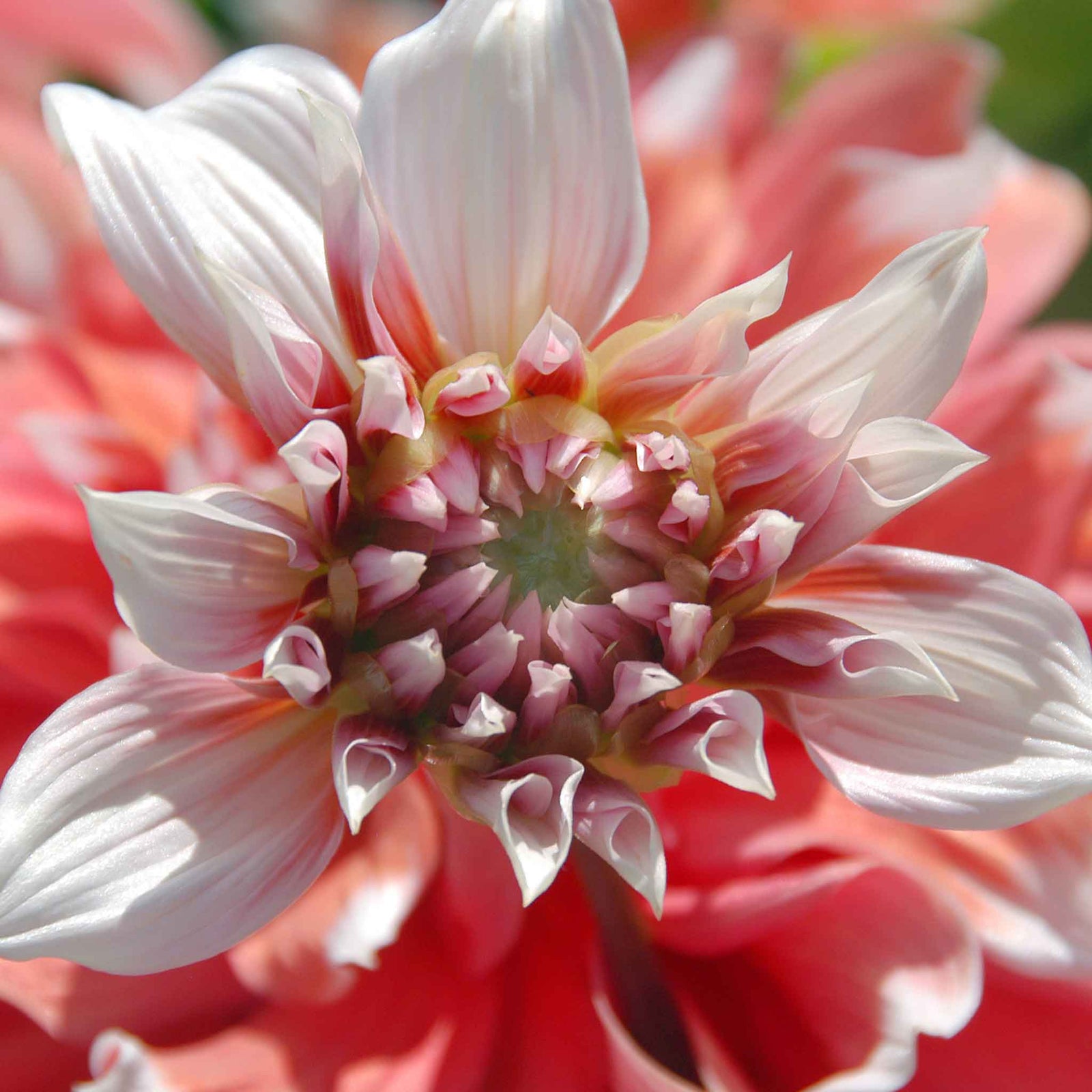Dahlia 'frost Nip' Tuber With Raspberry-pink Double Flowers | 1 x Bulb | Pink & White