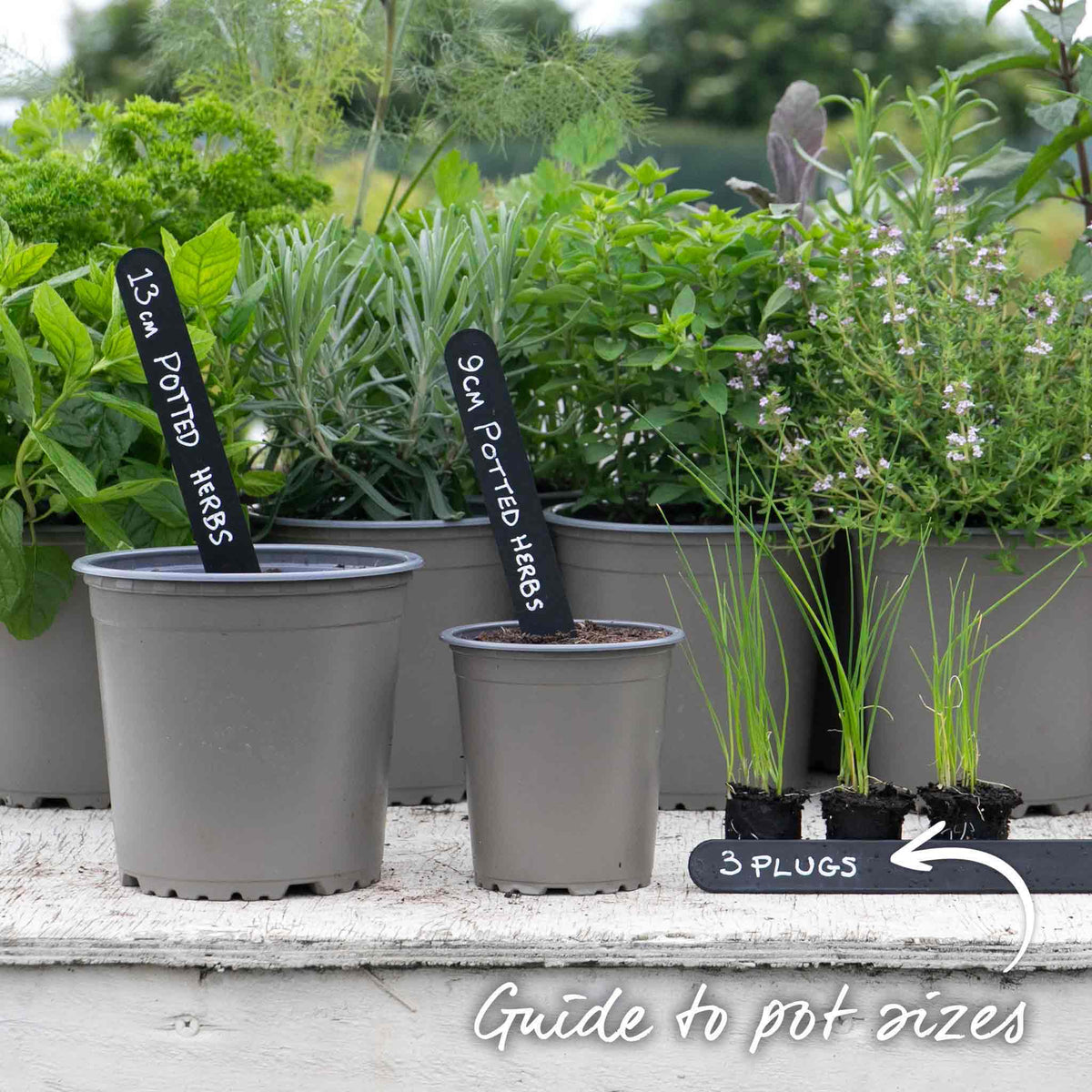 Garlic Chives (allium Tuberosum) - Plug Plants | Set of 6 | White