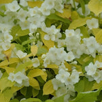 Philadelphus Aureus Garden Shrubs Pack Of 3