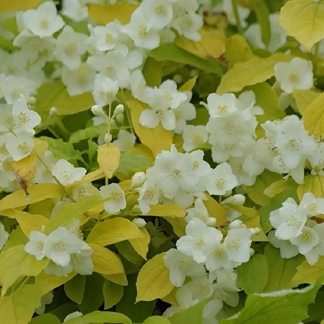 Philadelphus Aureus Garden Shrubs Pack Of 3