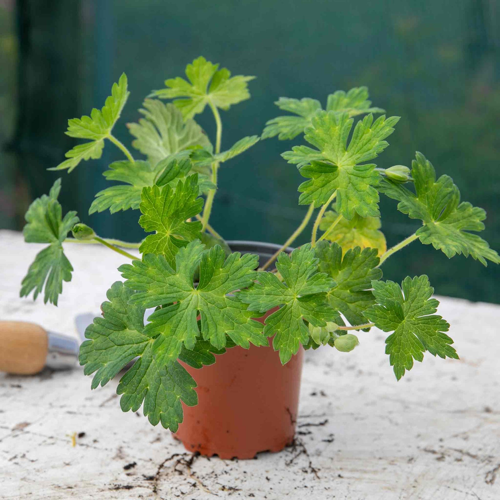 Geranium 'kelly-anne' - Pink Hardy Perennial (50cm) | 1 x 9cm