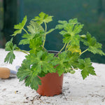 Geranium 'kelly-anne' - Pink Hardy Perennial (50cm) | 1 x 2L
