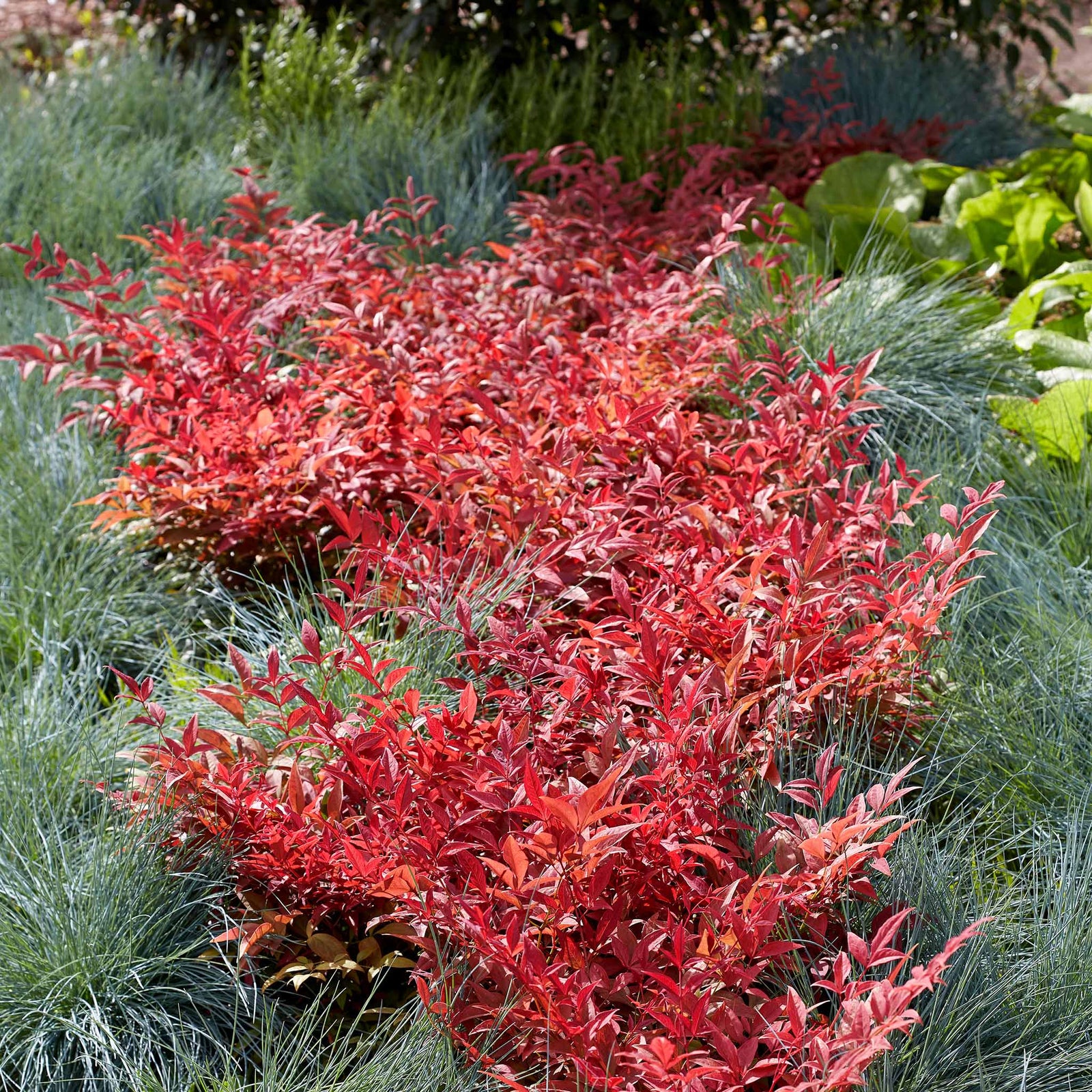 Nandina Domestica 'obsessed' Compact Evergreen For Containers And Borders | 1 x 9cm | Red