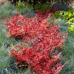 Nandina Domestica 'obsessed' Compact Evergreen For Containers And Borders | 1 x 7.5L | Red