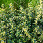 Lemon Thyme – Variegated, Citrus-scented, 50cm | 3 x Plug Plants
