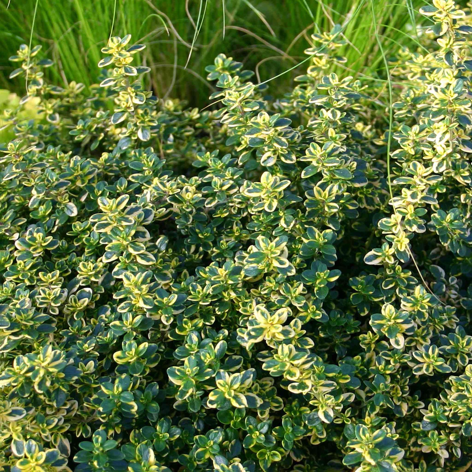 Lemon Thyme – Variegated, Citrus-scented, 50cm | 3 x Plug Plants