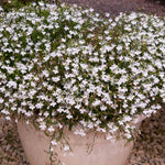 Lobelia 'waterfall White Sparkle' Seed-raised Trailing White Bedding | 12 x Jumbo Plugs | White