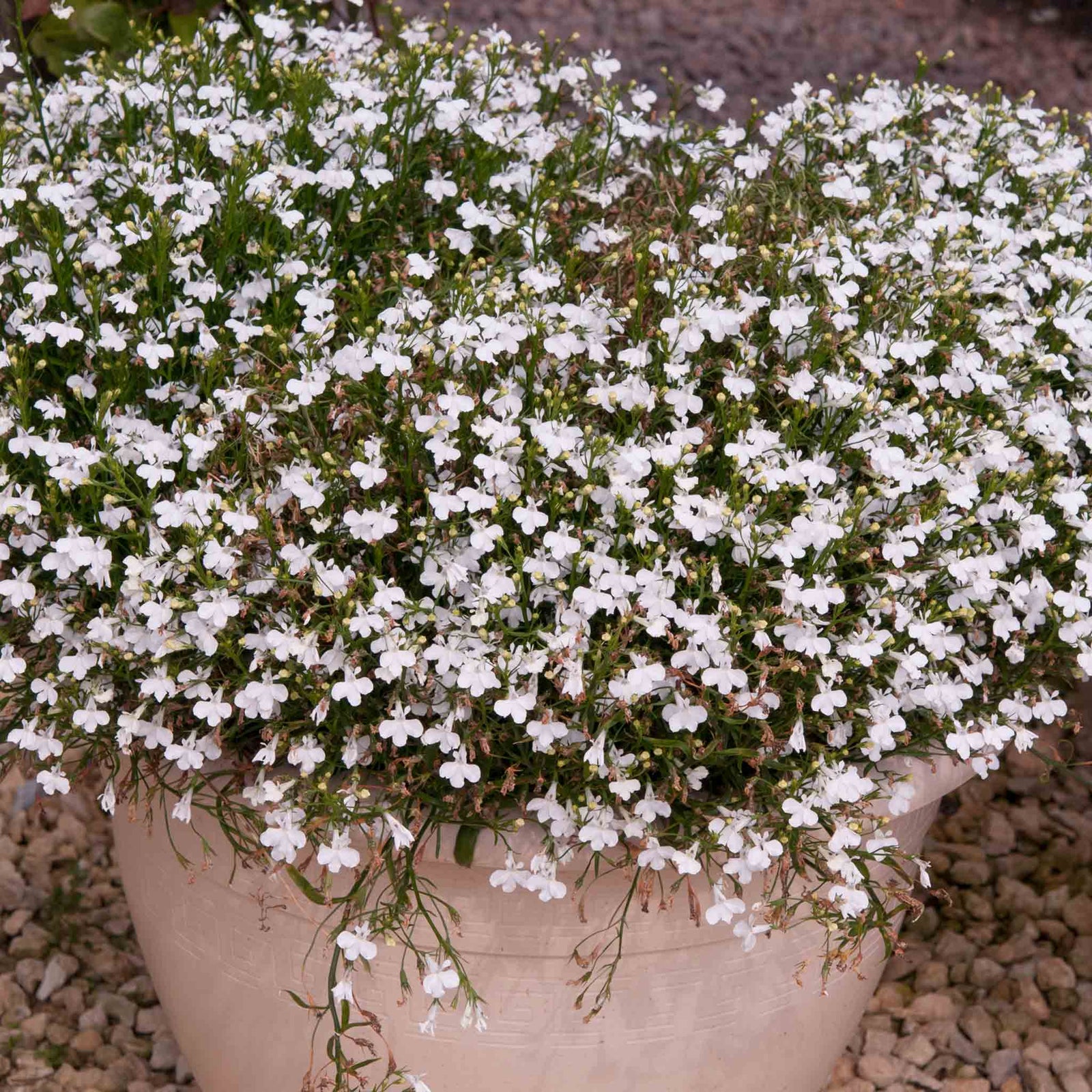 Lobelia 'waterfall White Sparkle' Seed-raised Trailing White Bedding | 12 x Jumbo Plugs | White