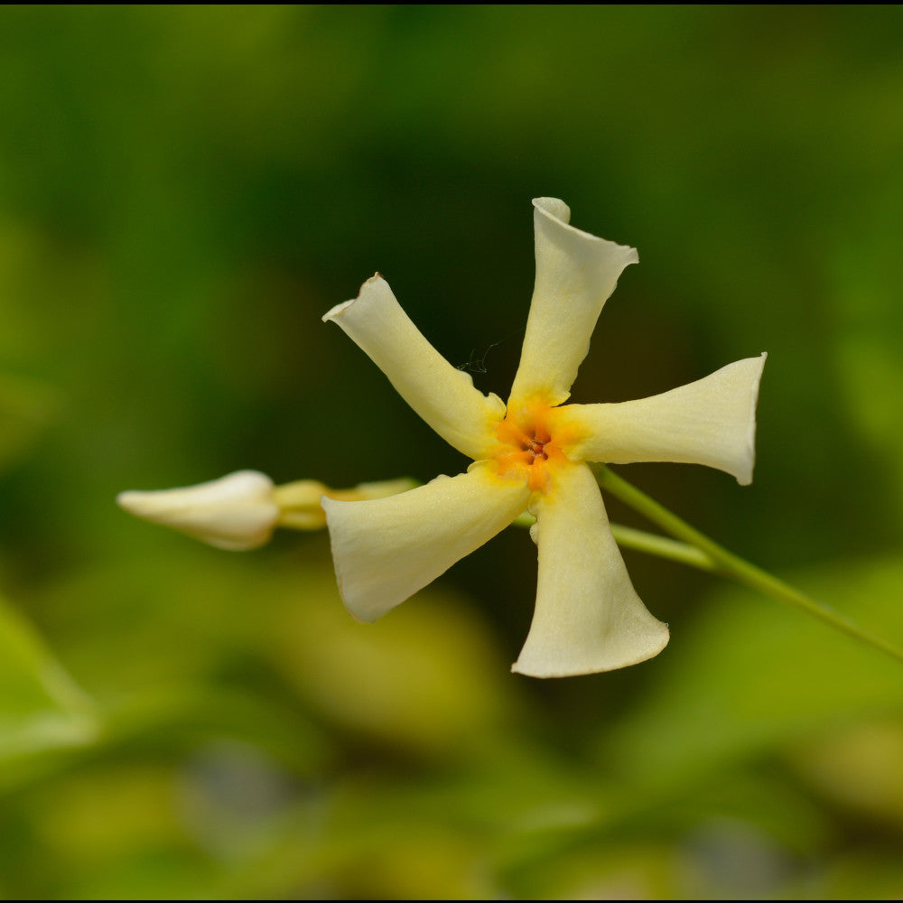 Hayloft Fragrance Climbing Trachelospermum Collection -star Jasmine In 9cm Pots