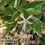 Trachelospermum Star Of Milano 9cm Pot | Set of 3