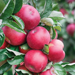 Apple Twin Tree Braeburn & Idared (m26 Semi-dwarf) | 1 x Bare Root | Multi