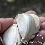 Garlic Extra Early Wight - Hardneck | Set of 2 | Ultra White