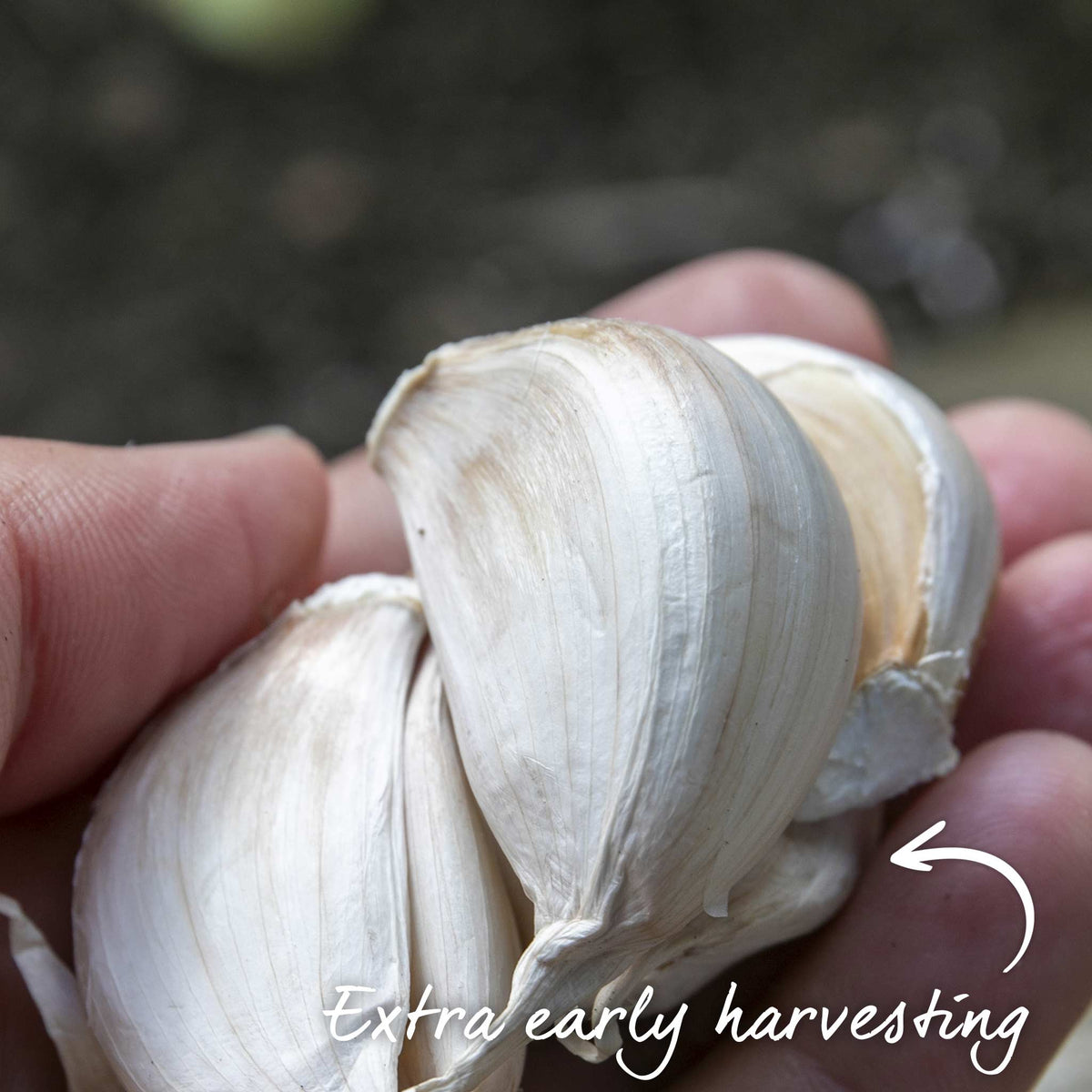Garlic Extra Early Wight - Hardneck | Set of 2 | Ultra White