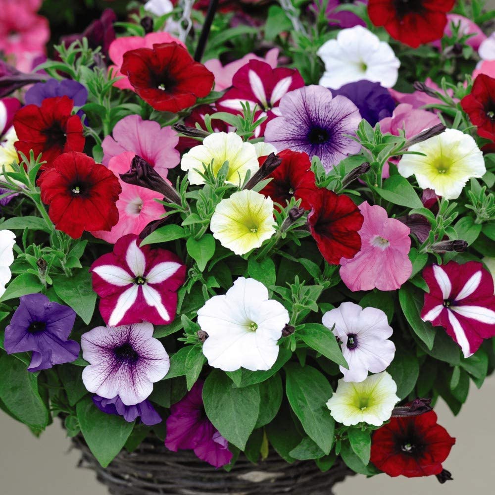 Petunia Easy Wave Ultimate Mixed Garden Ready Plants - Prolific Blooms For Patio & Beds | 48 x Garden Ready Plants