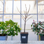 Apricot Tree 'tros Orange' Dwarf Patio | 1 x 5L | Orange
