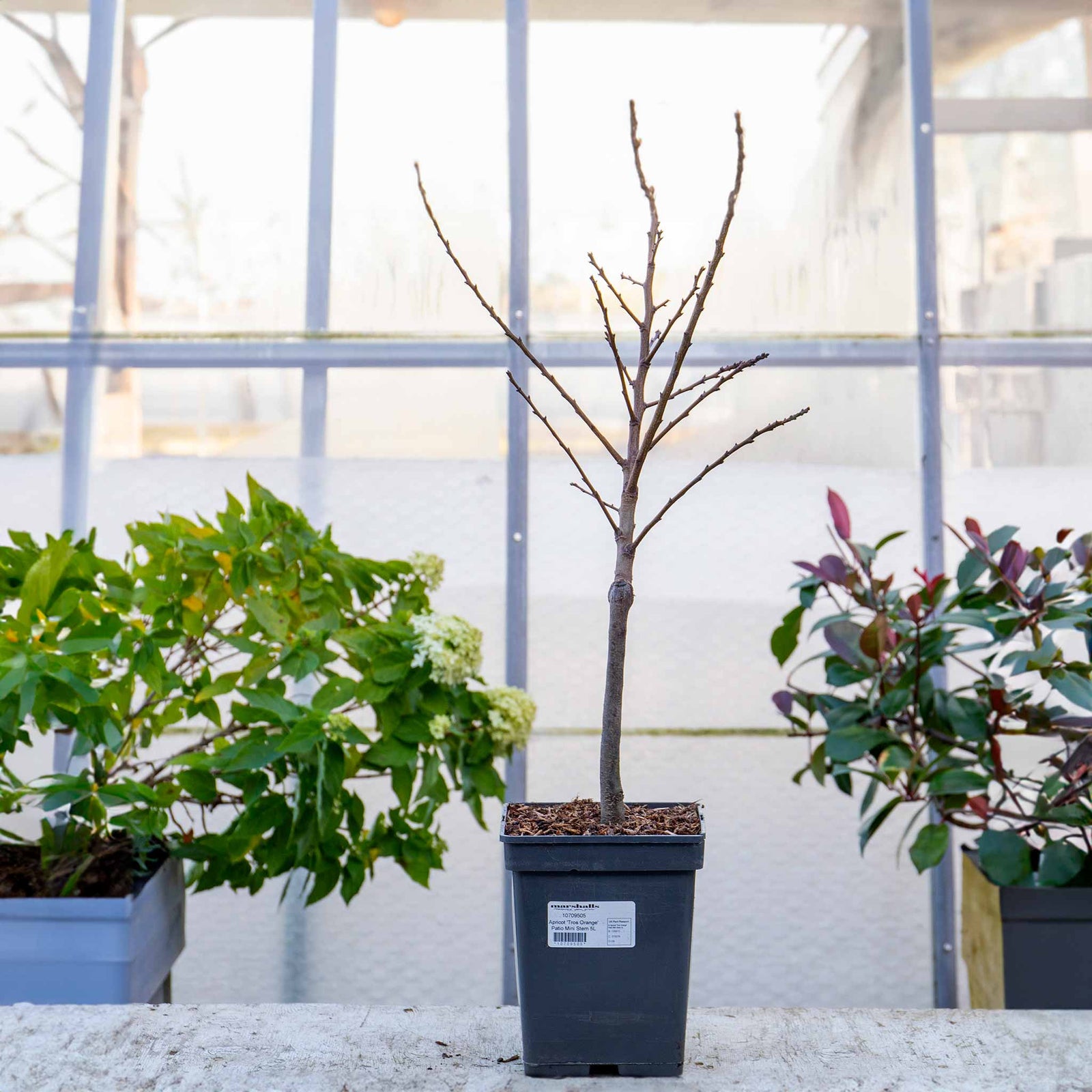 Apricot Tree 'tros Orange' Dwarf Patio | 1 x 5L | Orange