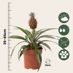 Miniature Pineapple Plant - Ananas Comosus 'mi Amigo' - Height 35-45cm - ⌀12cm | Set-of-1 | Green