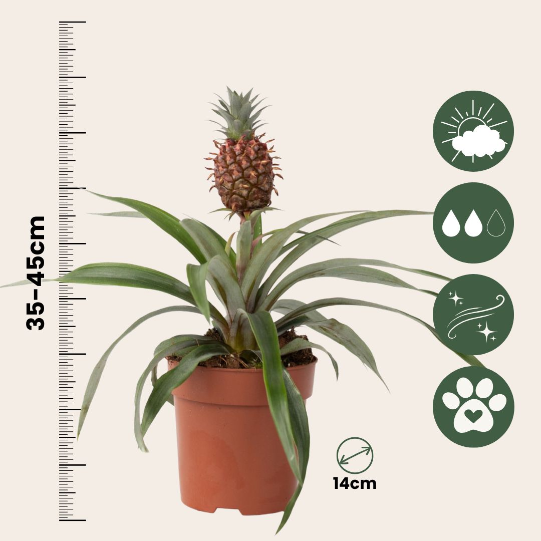 Miniature Pineapple Plant - Ananas Comosus 'mi Amigo' - Height 35-45cm - ⌀12cm | Set-of-1 | Green
