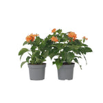 Firecracker Flower - 2 Pcs. - Crossandra 'fortuna' - Height 20-30cm - ⌀13cm | Set-of-2 | Orange