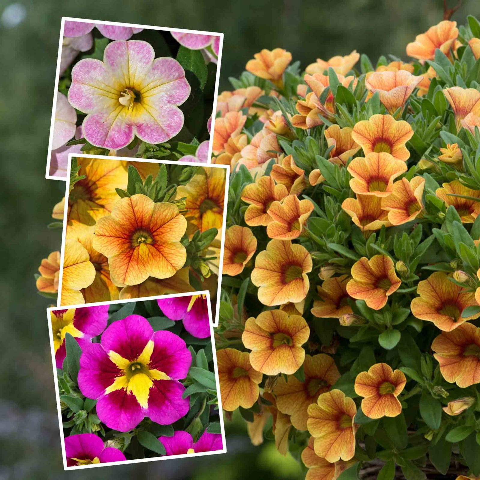 Calibrachoa 'single' Collection | 6 x Plug Plants | Multi
