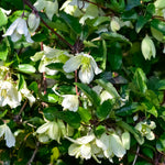 Clematis Cirrhosa Christmas Surprise - Winter Flowering Clematis | Set-of-1
