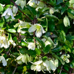 Clematis Cirrhosa Christmas Surprise - Winter Flowering Clematis | Set-of-3