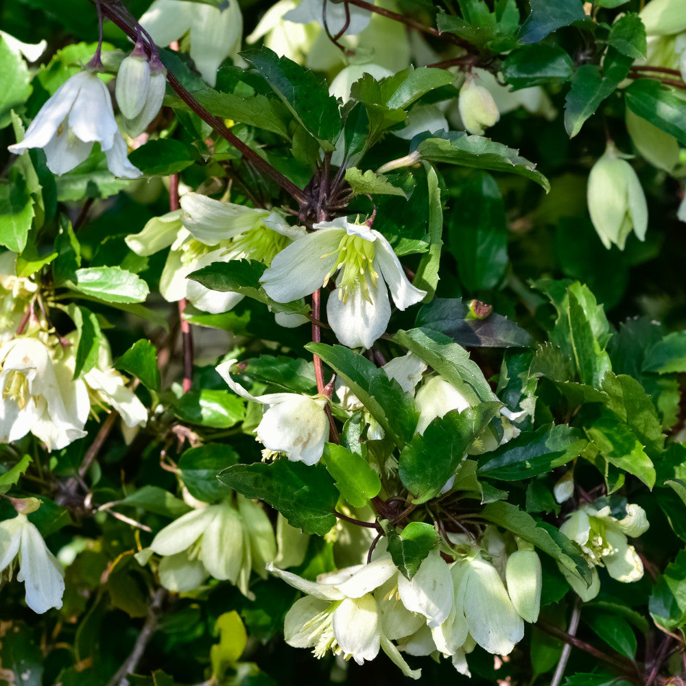 Clematis Cirrhosa Christmas Surprise - Winter Flowering Clematis | Set-of-3