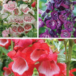 Penstemon Ice Cream Collection Jumbo Plug Plants (35mm) | 6 x Jumbo Plug Plants