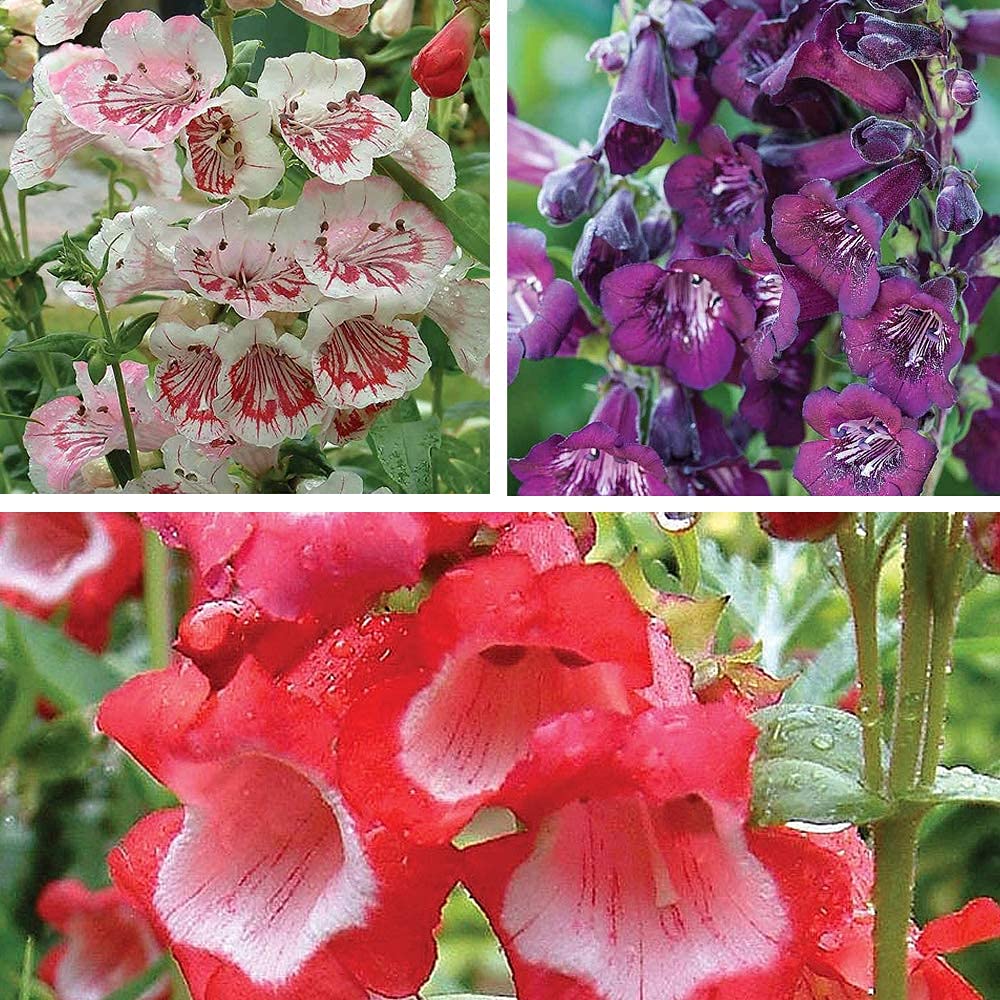 Penstemon Ice Cream Collection Jumbo Plug Plants (35mm) | 6 x Jumbo Plug Plants